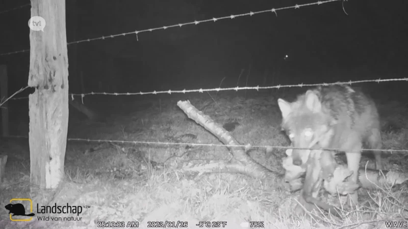 Wolf loopt onder draad in Hechtel-Eksel