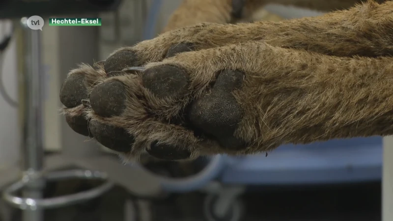 Wolf doodgereden in Hechtel-Eksel: Welkom Wolf stapt naar rechter om maatregelen af te dwingen