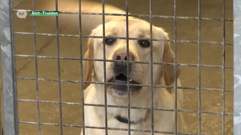 Dierenasielen verzuipen door ongeziene instroom honden