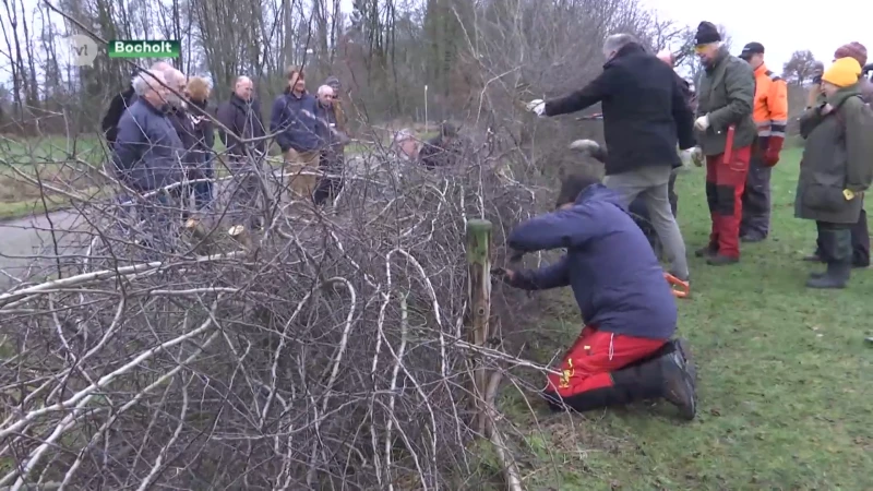 Heggen Leggen in Bocholt vlecht 100 meter haag