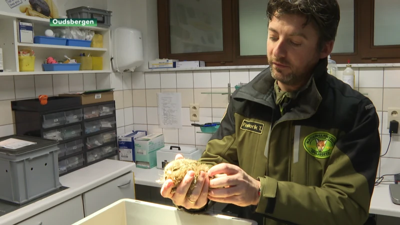 Eerste jonge haas van het jaar binnengebracht in het Natuurhulpcentrum