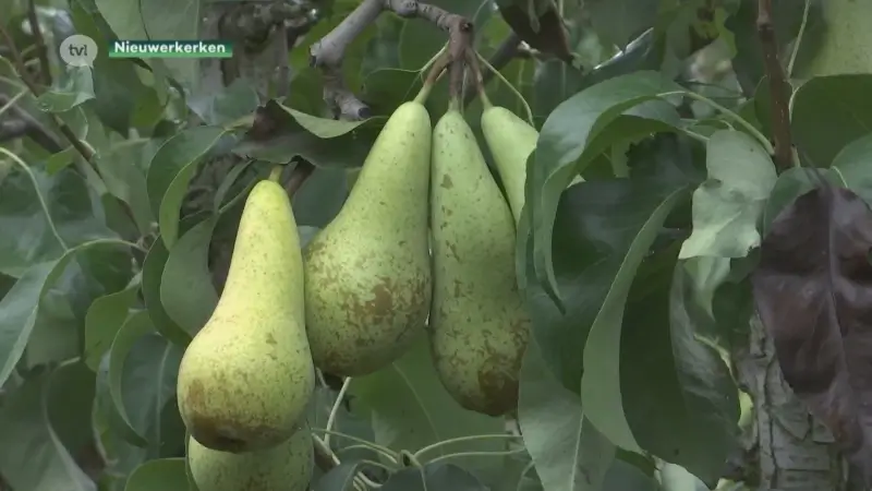 Haspengouw is een belangrijke regio voor de peren in de EU