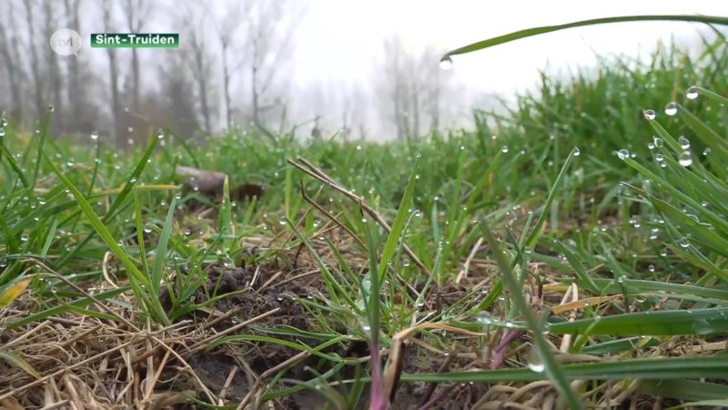Boeren moeten wijken voor bos in Sint-Truiden