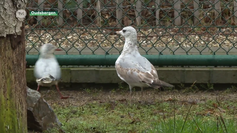 Vogelgriep tiert welig bij wilde vogels dit jaar