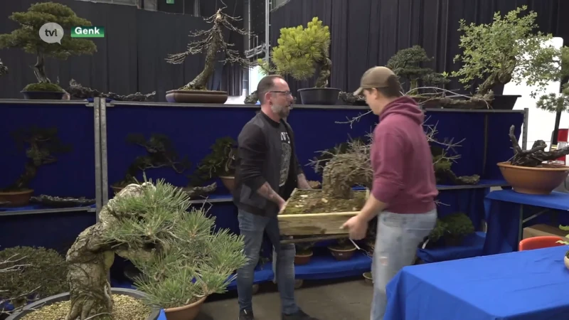 Europese top van bonsai-kwekers landt dit weekend in Genk