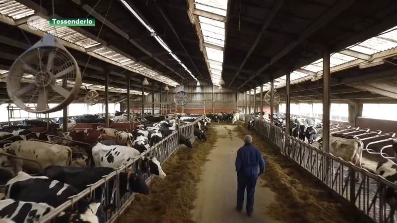 Boerenfamilie in Tessenderlo wacht bang af