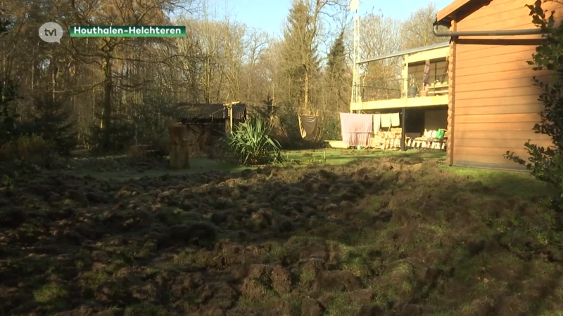 Everzwijnen voelen zich thuis in tuin van 75-jarige vrouw