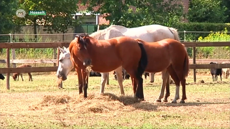 Elke maand 540 dieren in beslag genomen in Vlaanderen, ook Natuurhulpcentrum voelt stijgende druk