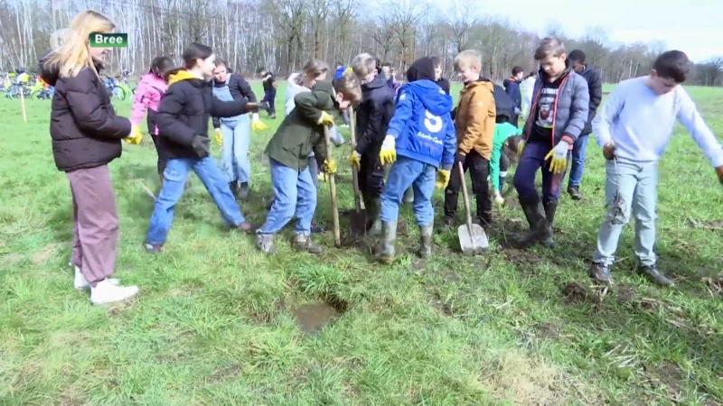 4.000 jonge bomen vormen nieuw klimaatbos in Bree