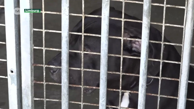 Vlaamse energiesteun voor dierenasielen