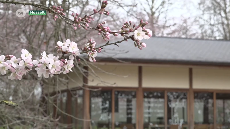 Bloesems dwingen Japanse tuin morgen al te openen