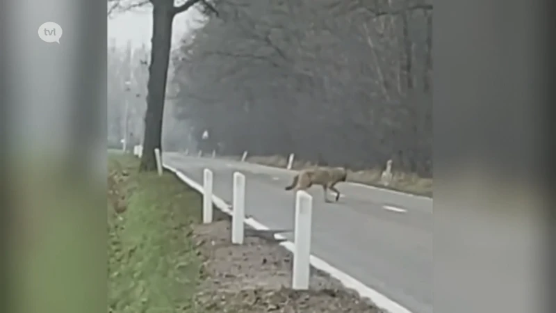 Wandelaar spot en filmt wolf in Kaulille