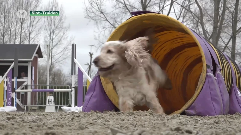 Honden strijden voor titel Belgisch kampioenschap Agility in Sint-Truiden