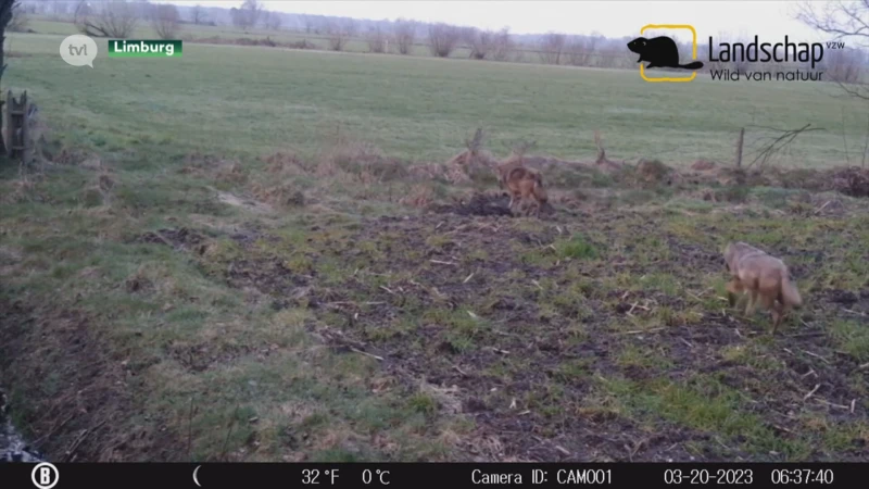 Limburgse roedel drastisch gekrompen tot minstens 5 wolven