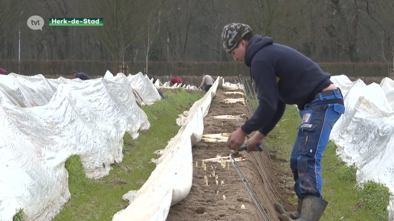 De eerste asperges zijn er, net op tijd voor Pasen