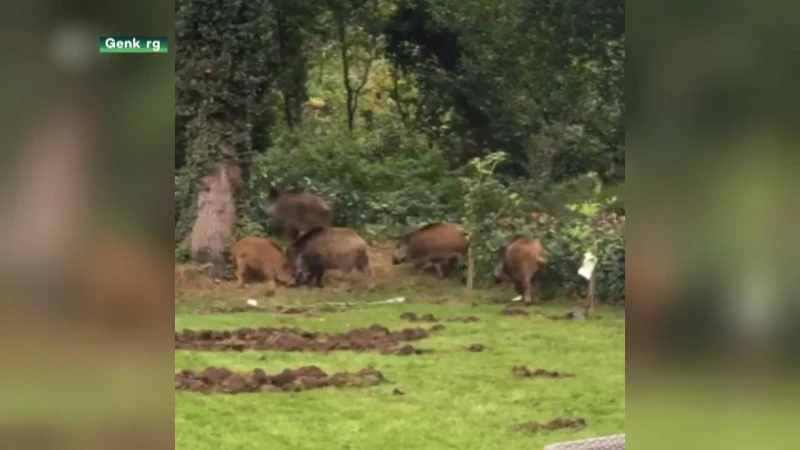 Genk verpacht jachtrechten van 70 hectaren bos