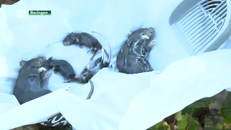 Beringen eerste stad in Limburg waar ratten niet langer met gif gevangen worden