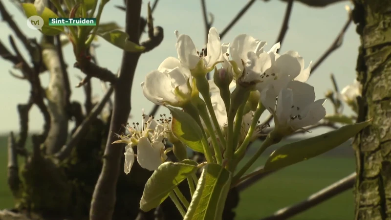 'Eet meer Limburgs fruit': concurrentie met buitenlands fruit is moordend