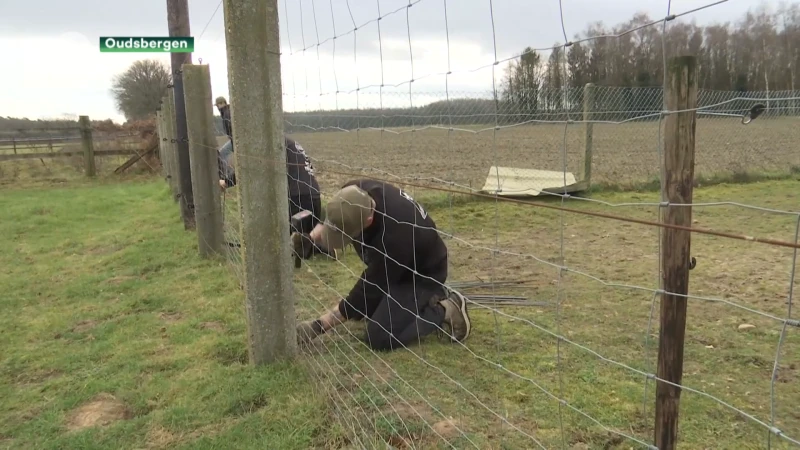 Uitbetaling subsidies voor wolfproof omheining laat op zich wachten