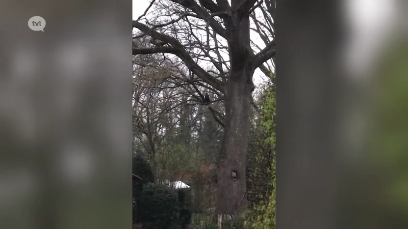 Ontsnapte zeearend nog steeds gespot in Genk