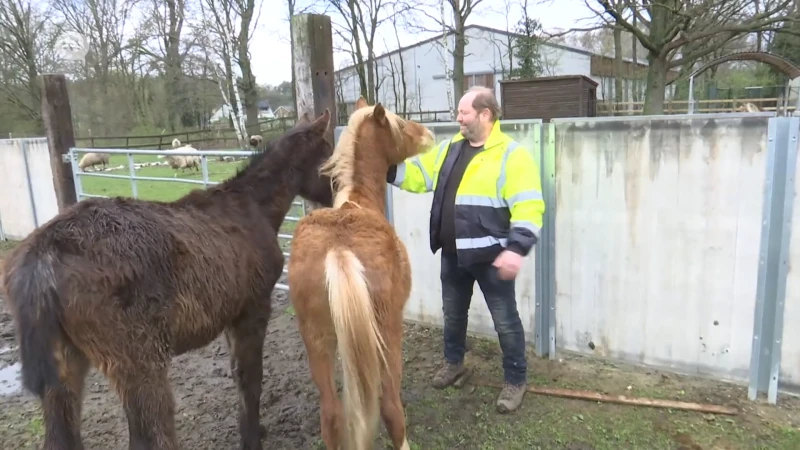Steeds meer eigenaars met een goed inkomen doen afstand van hun paard omdat onderhoudskosten onbetaalbaar zijn
