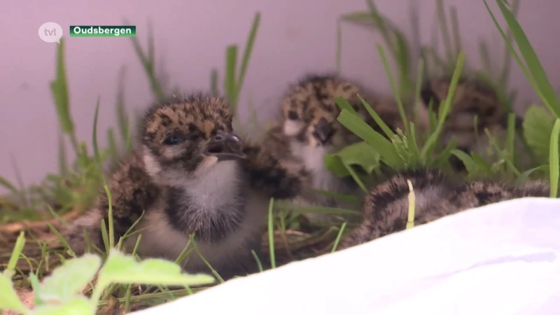 Natuurhulpcentrum zet extra verzorgers in om jonge dieren in nood op te vangen