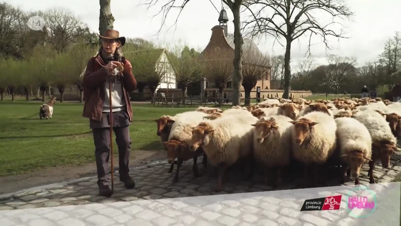Hallo Provincie: Schapen Hoeden