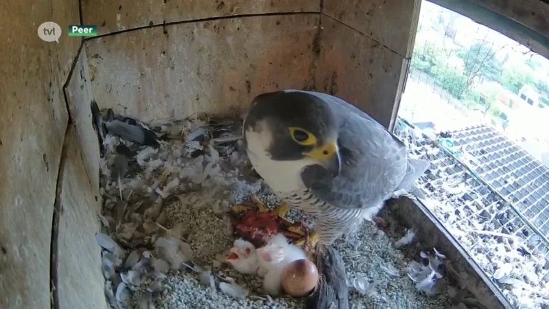 Opnieuw slechtvalken geboren aan kerktoren Peer