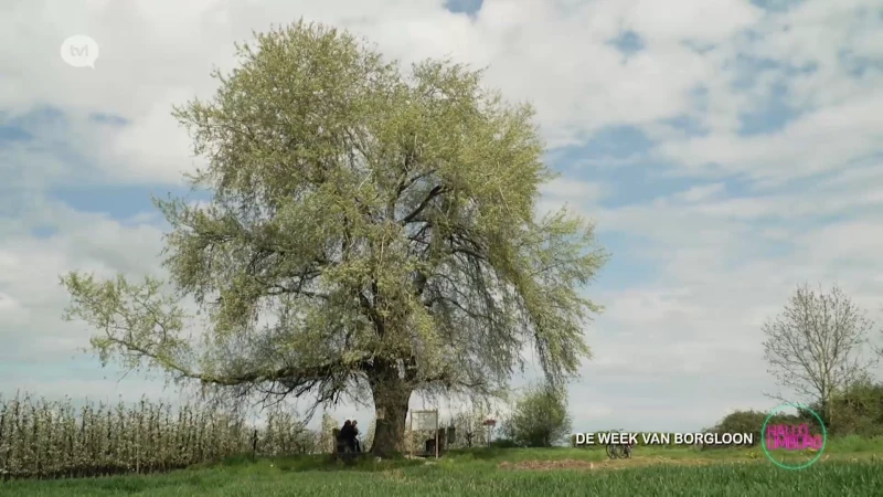 De Week van Borgloon: De Tjenneboom