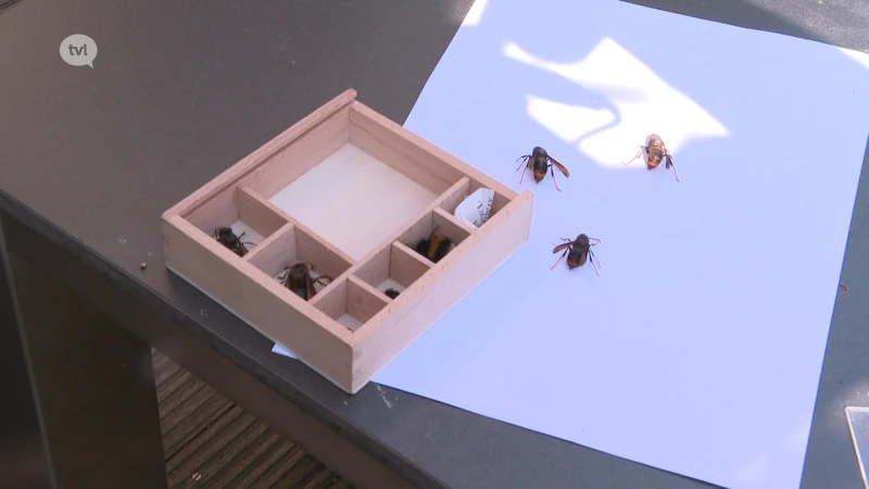 Limburgse imkers vangen Aziatische hoornaar met speciale lokkasten