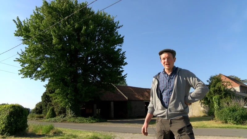 Staat de mooiste perenboom van Limburg niet in Haspengouw, maar in... Bree?