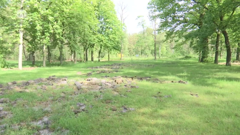 Leopoldsburg sluit parken 's nachts voor everzwijnenjacht