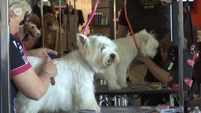 Internationale groomingwedstrijd voor honden in Hasselt