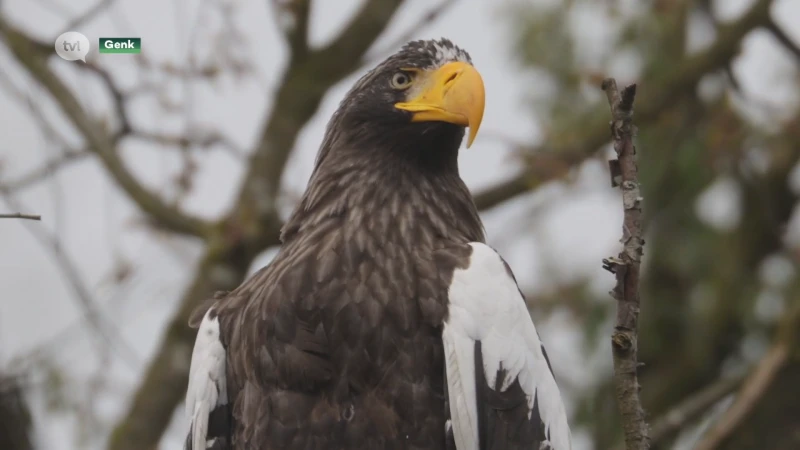 Ontsnapte Stellers zeearend van kunstenaar Koen Vanmechelen gevangen in Nederland