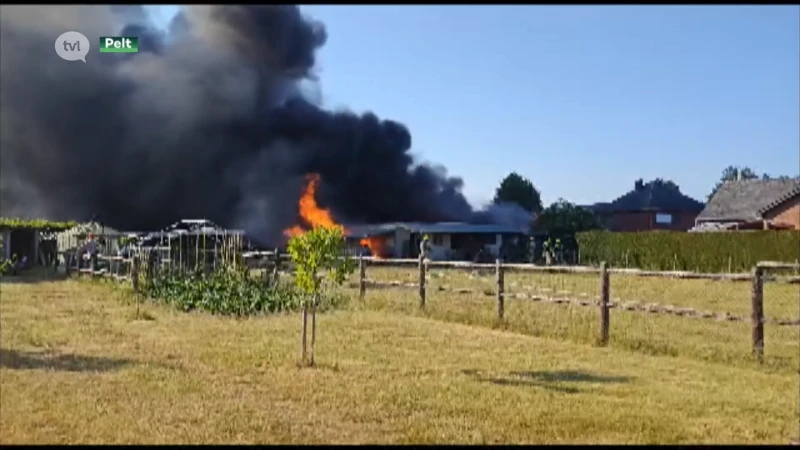 Paarden gered uit brandende stal in Pelt