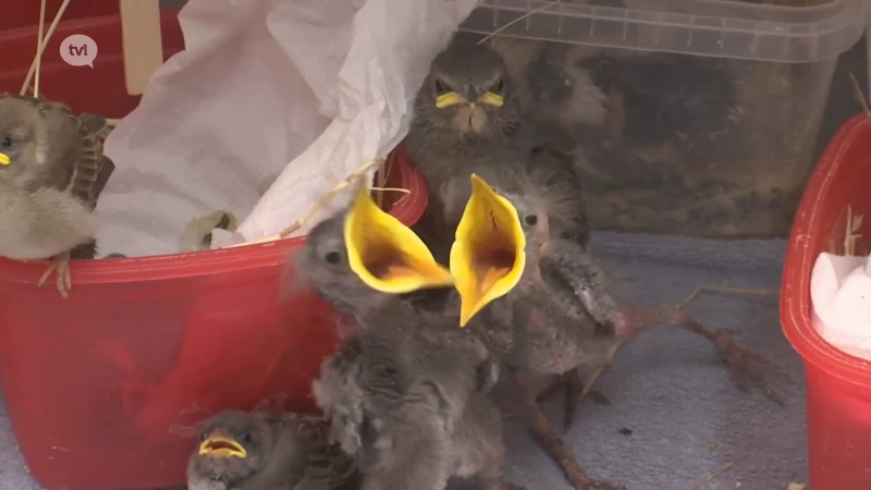 Natuurhulpcentrum overspoeld met jonge dieren door tropische temperaturen: "70 tot 80 dieren per dag"