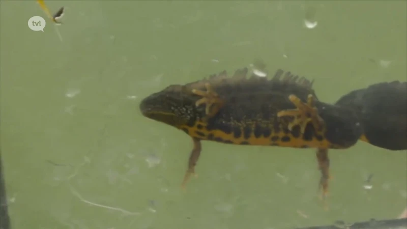 Natuurverbinding voor de kamsalamander in Lanaken