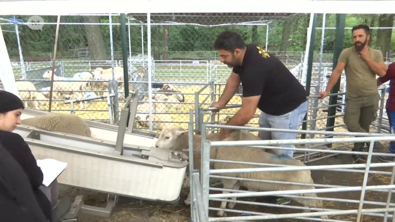 Vandaag start Offerfeest: "Minder schapen geslacht dan andere jaren"
