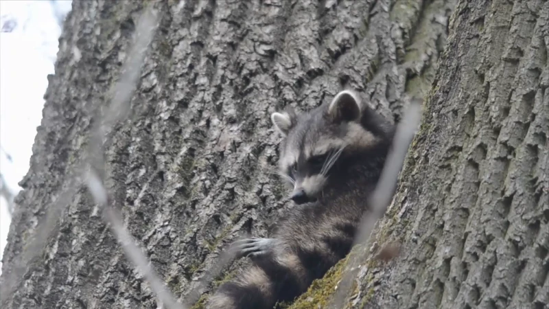 Wasberen aan een opmars bezig in Limburg