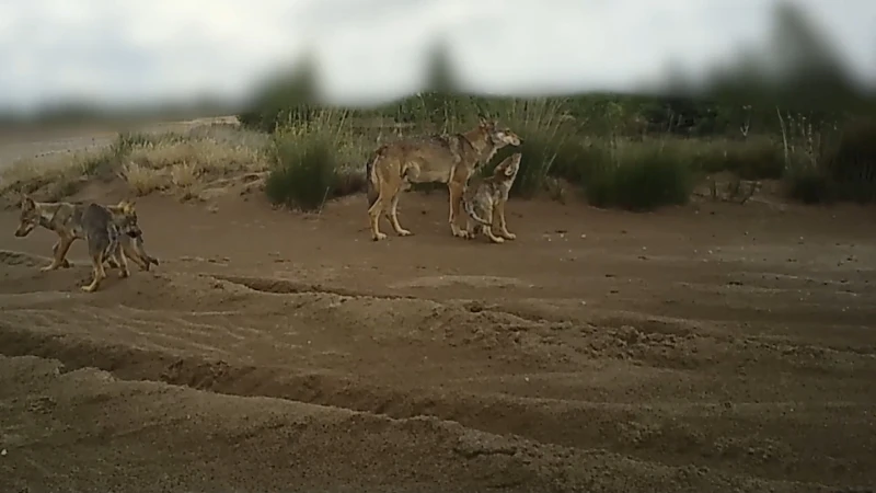 INBO toont nieuwe schattige beelden van wolvenwelpen en vader August
