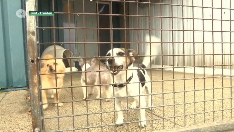Dierenasiel zoekt pleeggezinnen