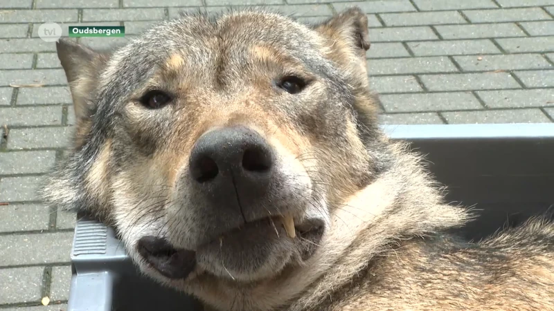 Wat betekent de dood van wolf August voor de Limburgse wolvenroedel?