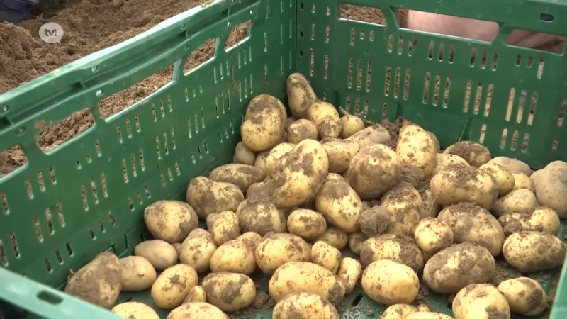 Door late oogst zijn aardappelen duurder dan ooit