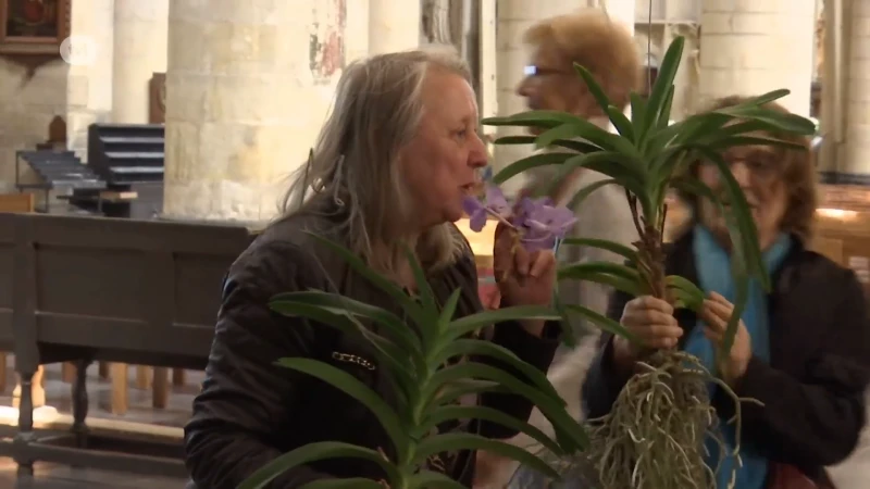 Veel interesse voor hangende tuin van Tongerse Kroningsfeesten