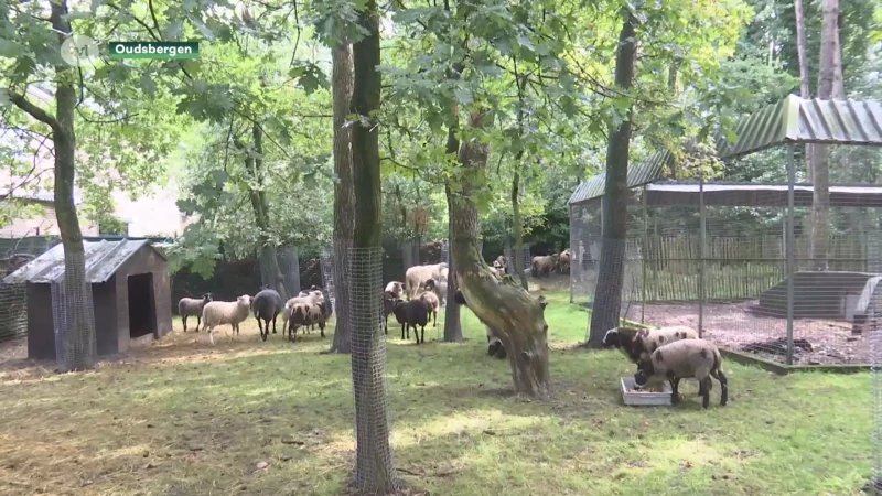 Meer dan honderd verwaarloosde dieren opgehaald bij veroordeelde landbouwer in Sint-Truiden