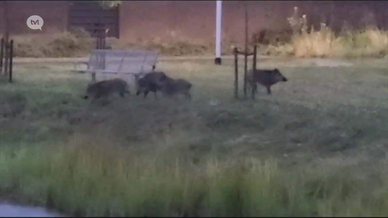 Jagers jagen everzwijnen van de parken naar de wijken in Leopoldsburg