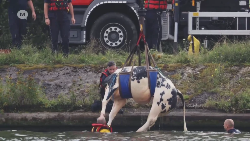 Koe gered uit Albertkanaal in Zutendaal