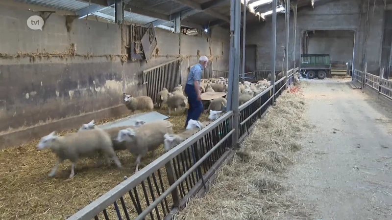 Is dit het einde van de wolf in Limburg?