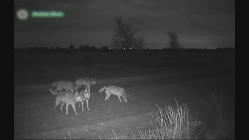 Zowel voor- als tegenstanders in Limburg voor terugschroeven bescherming wolf