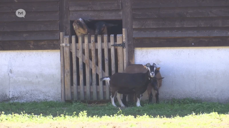Geitjes kinderboerderij Lanaken besmet met onbehandelbare CL-bacterie, geen reden tot paniek volgens gemeentebestuur
